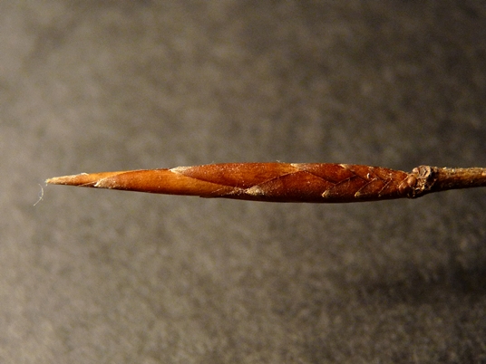 {Fagus grandifolia}